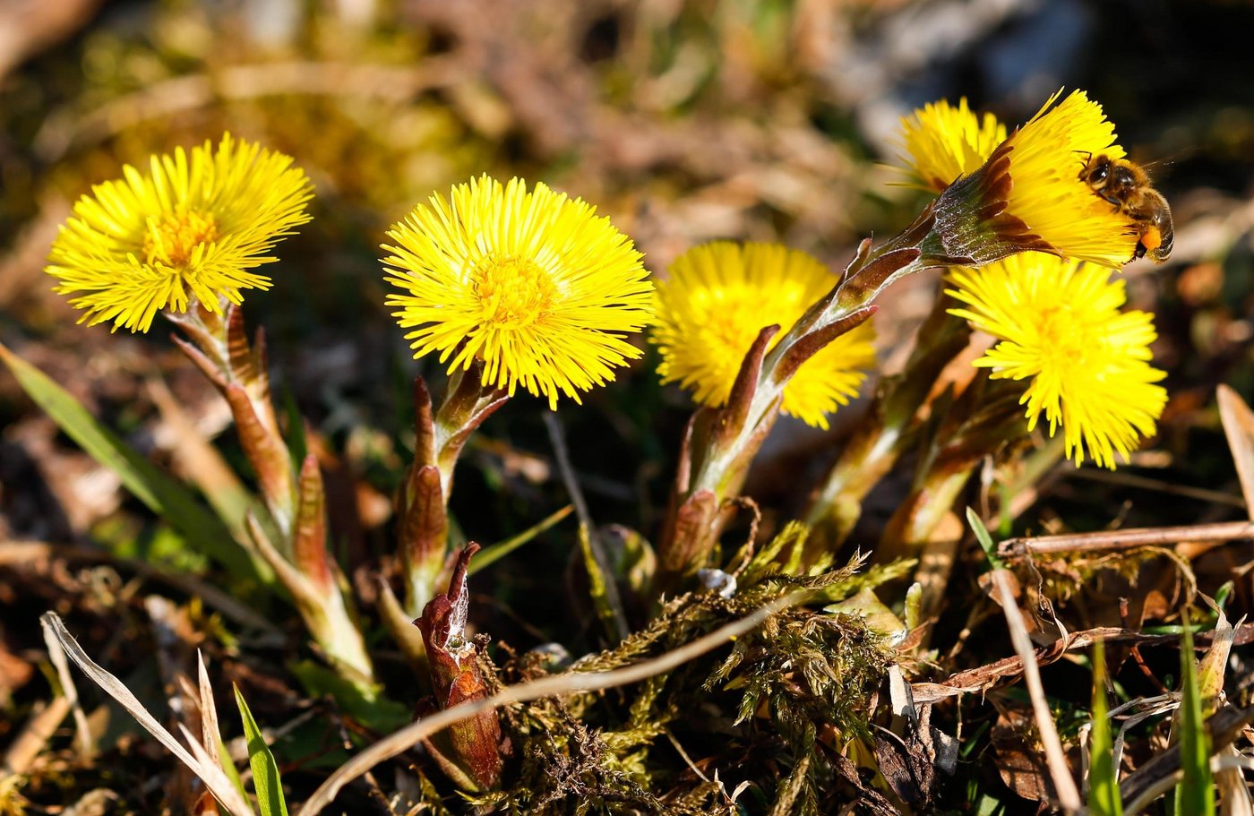 Die gelben Blüten des Huflattichs. (Bild er)
