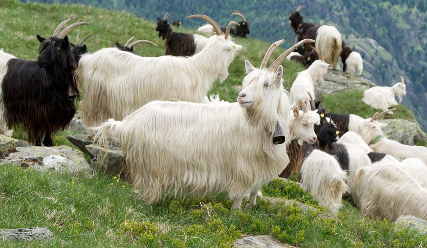 Aktuell zählt der Züchterverein ZCKG 80 Geissen und 32 Böcke der Rasse Capra Sempione (Bild ZCKG)