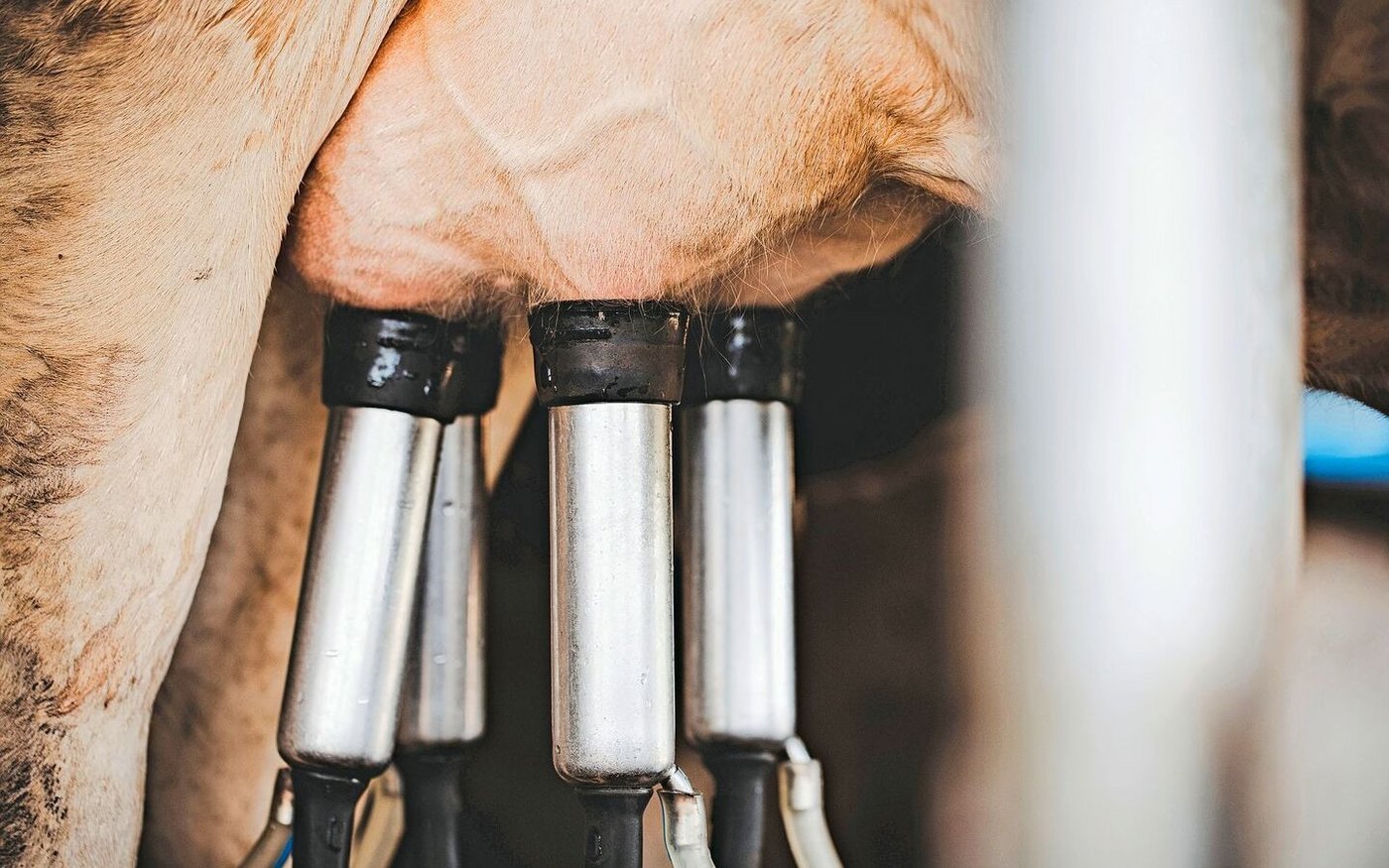 Bei längerer Wartezeit lässt sich der Aufwand an Besamungen pro 10 000 kg Milch laut Untersuchung um einen Drittel reduzieren. 