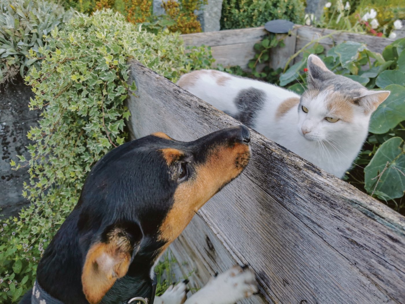 Ein Paloxe bietet natürlich auch Raum für anderes Leben und die Höhe ist ideal, sich vor vermeintlichen Feinden zu schützen. 