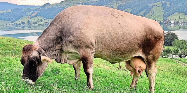 London ist schwerer und breiter gebaut, als das Grauvieh-Zuchtziel es vorgibt. Trotzdem eignet sich die Kuh gut für die Zucht.