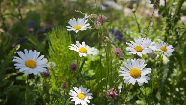 Einheimische Wildblumen zu pflanzen ist ein gute Möglichkeit, eine Biodiversitätsfläche anzulegen. (Bild Michael Ackert/pixabay)