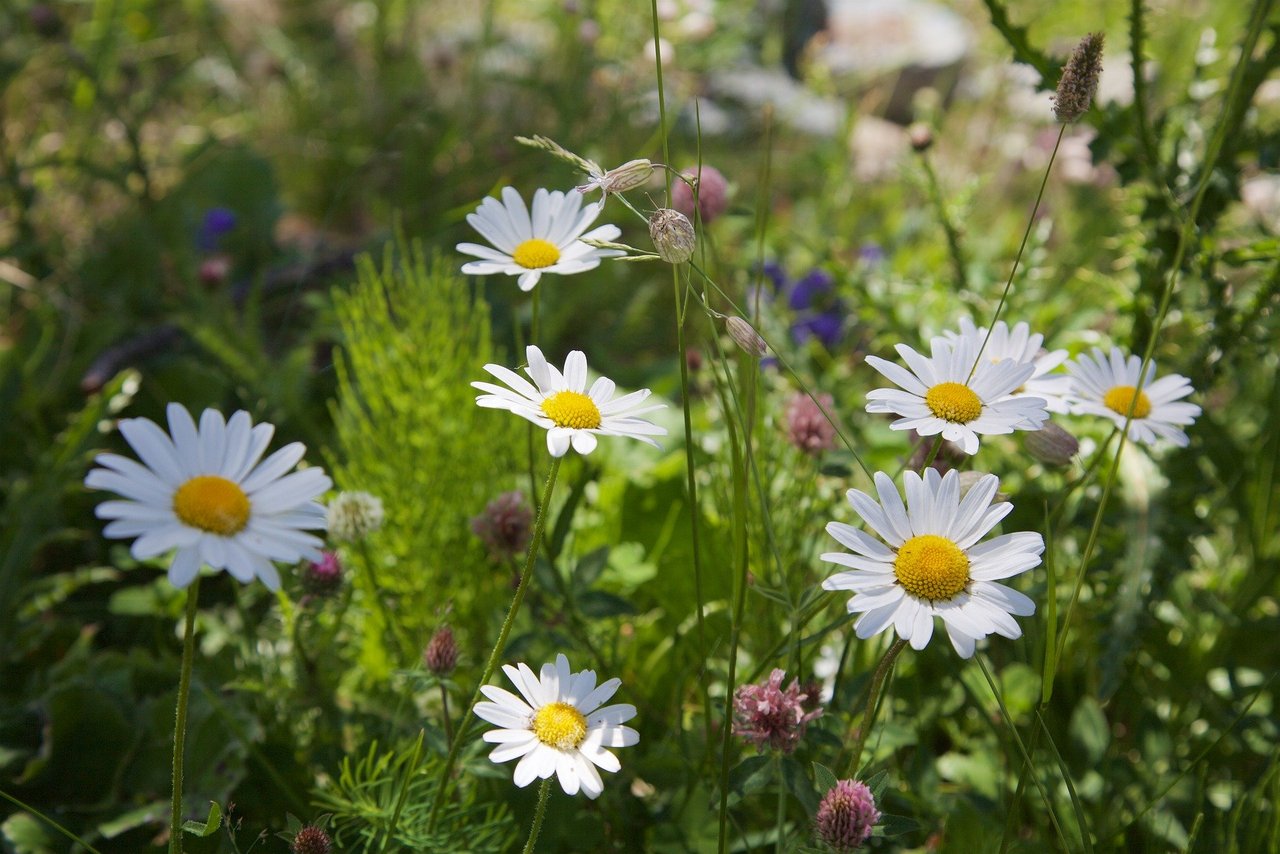 Einheimische Wildblumen zu pflanzen ist ein gute Möglichkeit, eine Biodiversitätsfläche anzulegen. (Bild Michael Ackert/pixabay)