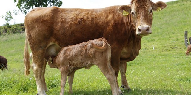 Mutterkuh mit Kalb. (Bild ji/lid)