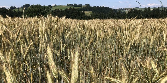 Wissen Sie wo und wie die Deklassierungen ablaufen gehen? Der SGPV und Swiss Granum erklären es in unserem Artikel. (Bild Sera J. Hostettler)