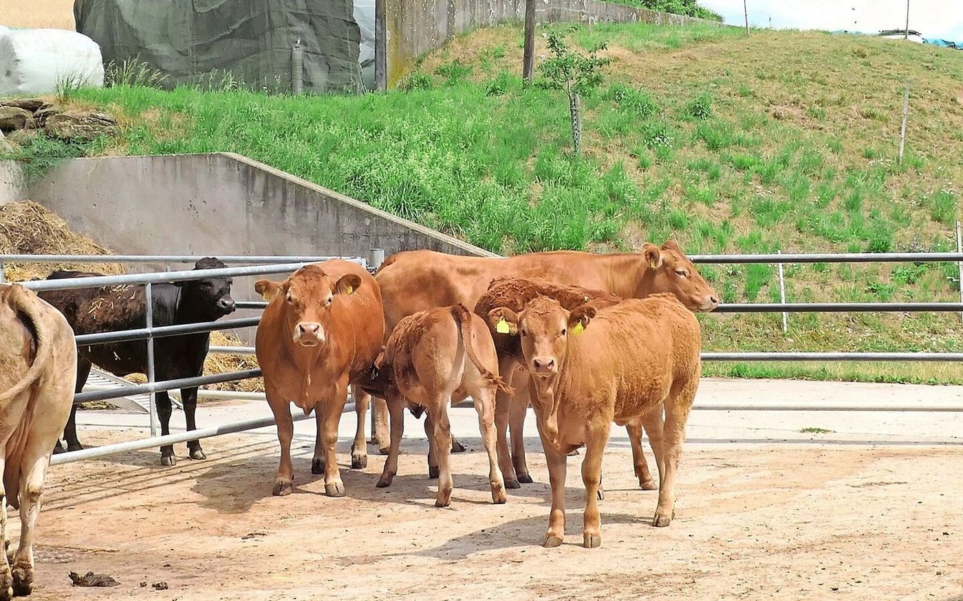 Ausgleich zum Bürojob: Debora Bührer schätzt die Arbeit rund um die Mutterkühe.
