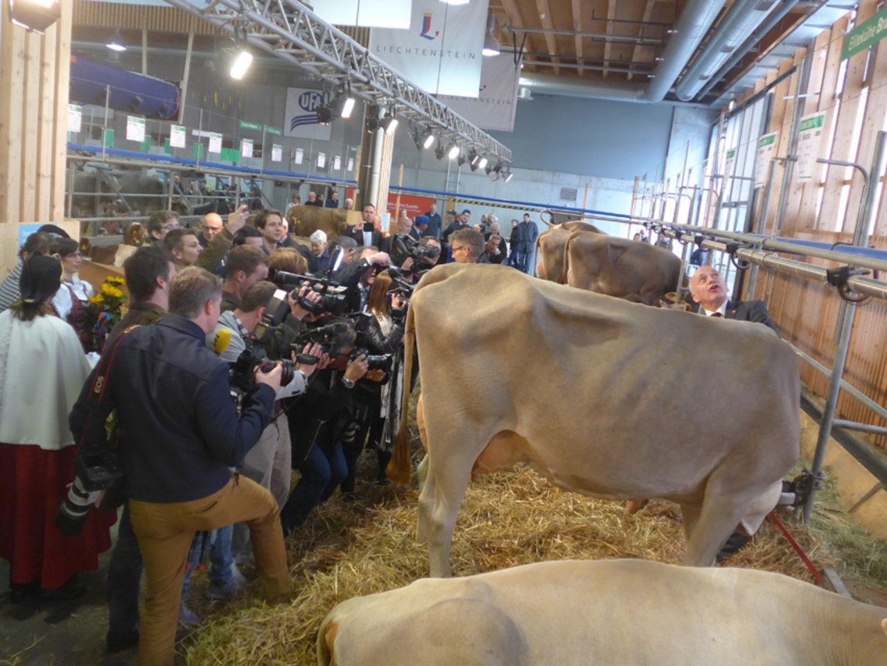 Tierbild (2): Ueli Mauer mit Paparazzi im Olma-Kuhstall. (Bild akr)