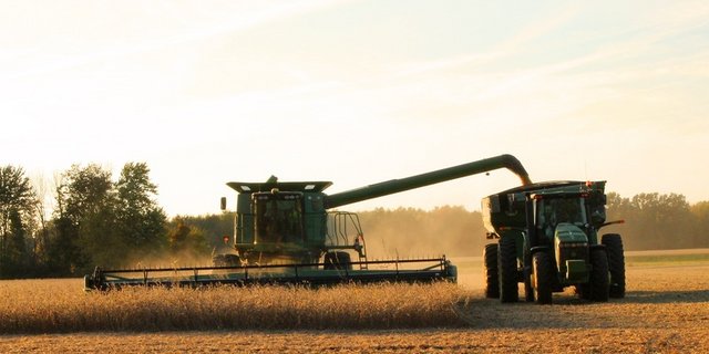 Alleine die US-Sojaproduzenten dürften mit den neuen Zöllen 1,8 Mrd USD verlieren. (Bild zVg)