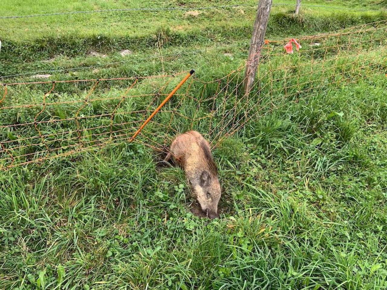 Wenn mobile Zäune in Waldesnähe aufgestellt werden, besteht immer ein gewisses Risiko, dass sich Wildtiere darin verfangen. (Bild zVg)