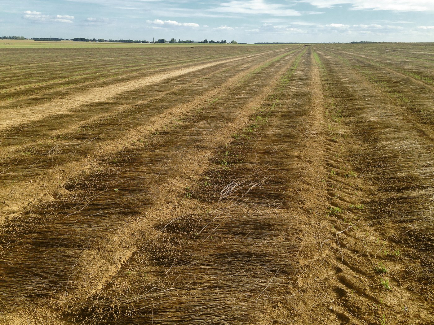 Zur Röste ausgelegtes Lein-Stroh: Nach dem Raufen liegt das Stroh bis zwei Monate auf dem Feld. In dieser Zeit werden die Pektine in den Stängeln aufgelöst und die Pflanzenfasern mit den Holzbestandteilen verbunden. (Bild Noëmi Elmiger)