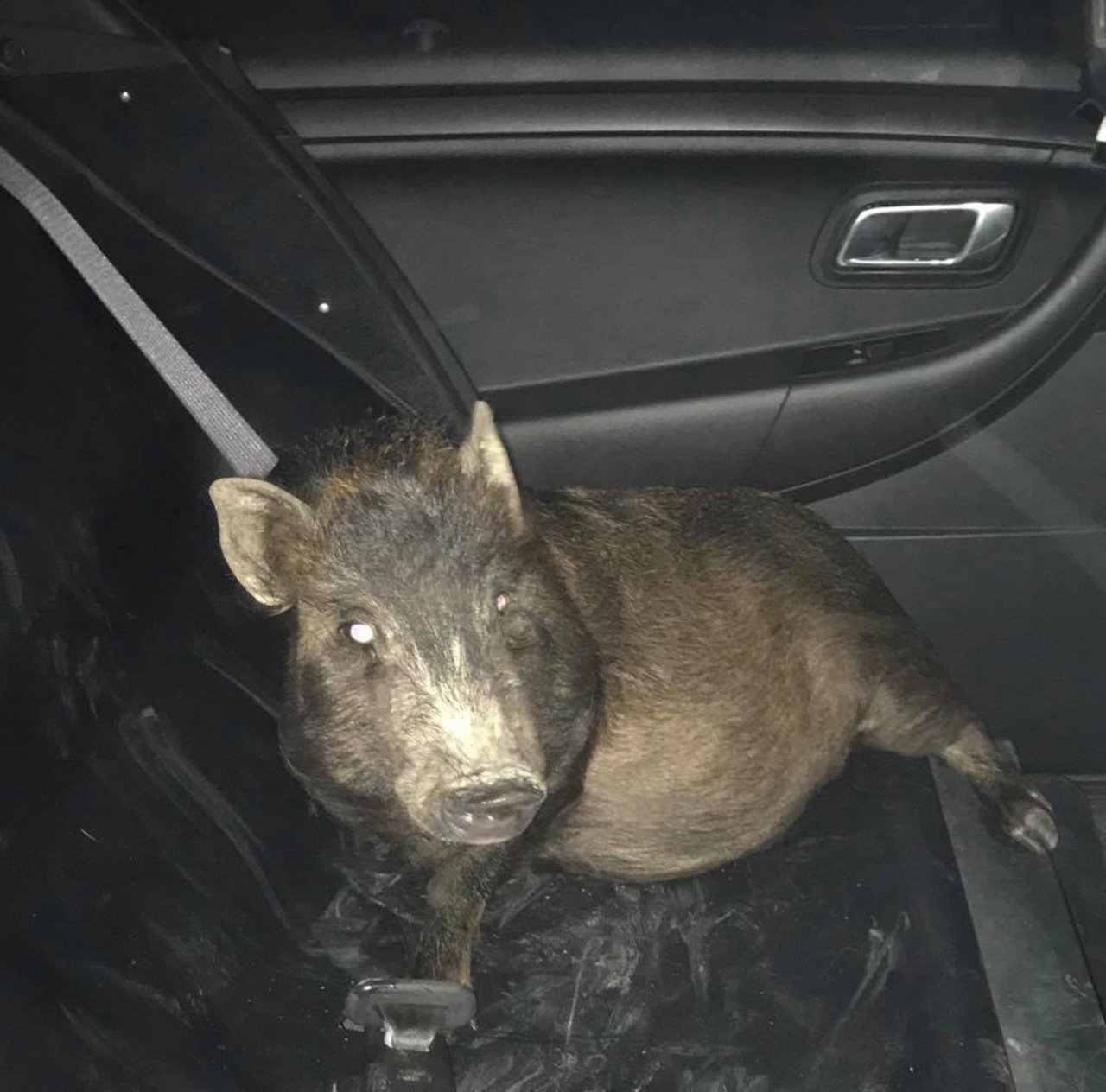 Die Polizei fuhr das Schwein im Polizeiauto zurück auf den Posten. (Bild North Ridgeville Police Departement / Facebook)
