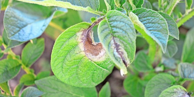 Typische Krautfäule-Symptome: In der Mitte der Flecken ist das Gewebe abgestorben, im Randbereich ist es chlorotisch und hell.
