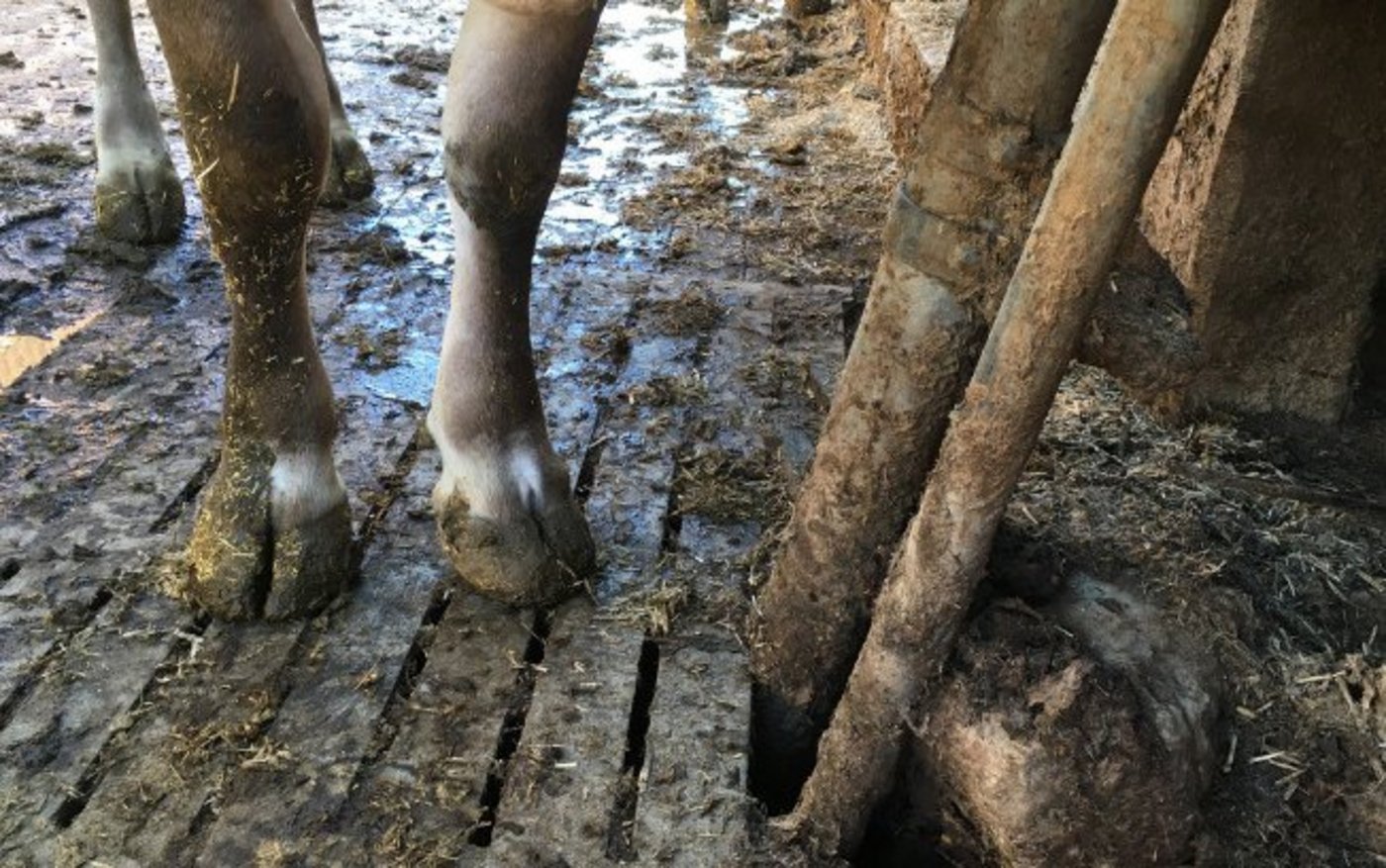 Die Ergebnisse der Studie zeigen einige Probleme in der Berechnung der Suisse-Bilanz auf. Schliesslich werden in erster Linie Mittelwerte und Schätzungen dafür verwendet. (Bild jsc)