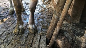 Schweizweit geht die Suisse-Bilanz nicht auf – 10-Prozent-Toleranzbereich im Fokus Die Ergebnisse der Studie zeigen einige Probleme in der Berechnung der Suisse-Bilanz auf. Schliesslich werden in erster Linie Mittelwerte und Schätzungen dafür verwendet. (Bild jsc)