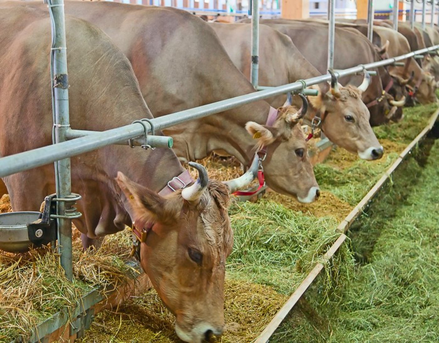 Österreicher Bauer wollen das Image der Anbindehaltung verbessern. (iStock)