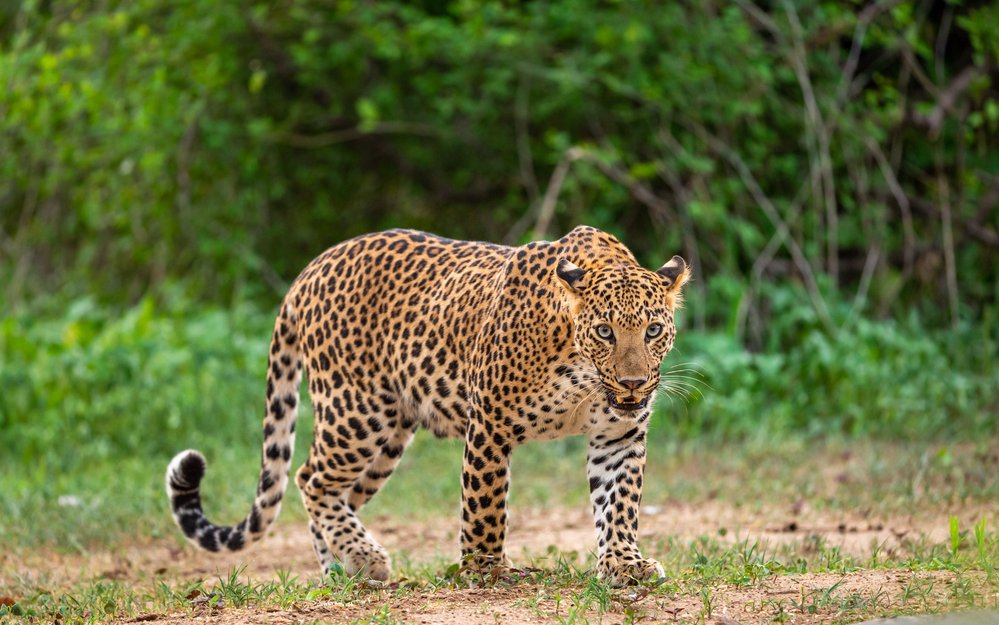 Zu Beginn des 20. Jahrhunderts wurde in Nordindien ein Leopard gejagt, der über 100 Menschenleben auf dem Gewissen hatte. 