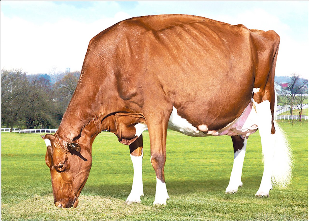 KHW Regiment Apple EX-96: Sie darf sicher als Kuh des Jahrhunderts bezeichnet werden und hat der Red-Holstein-Zucht ein mächtiges Erbe hinterlassen. (Bild je)