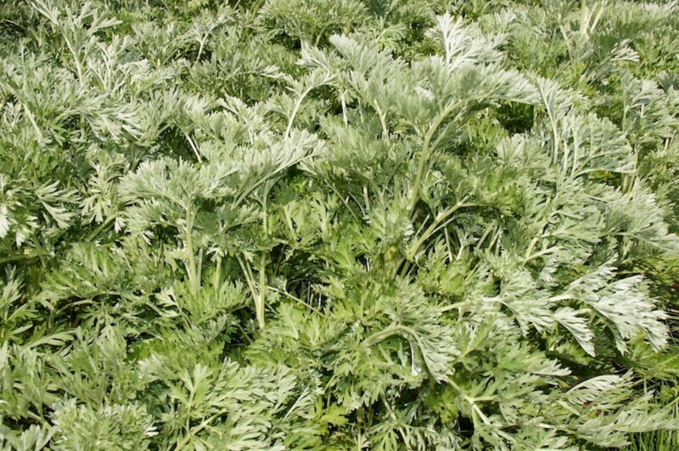 Dies ist eine Variation des Grossen Wermuts. (Bild lid)