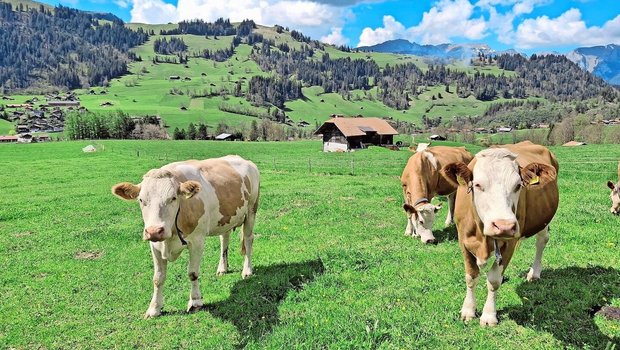 Dana (links) und ihr Dana (links) und ihre beste Freundin gemeinsam auf der Weide. Sie haben sich während der Erkrankung von Dana vermisst.