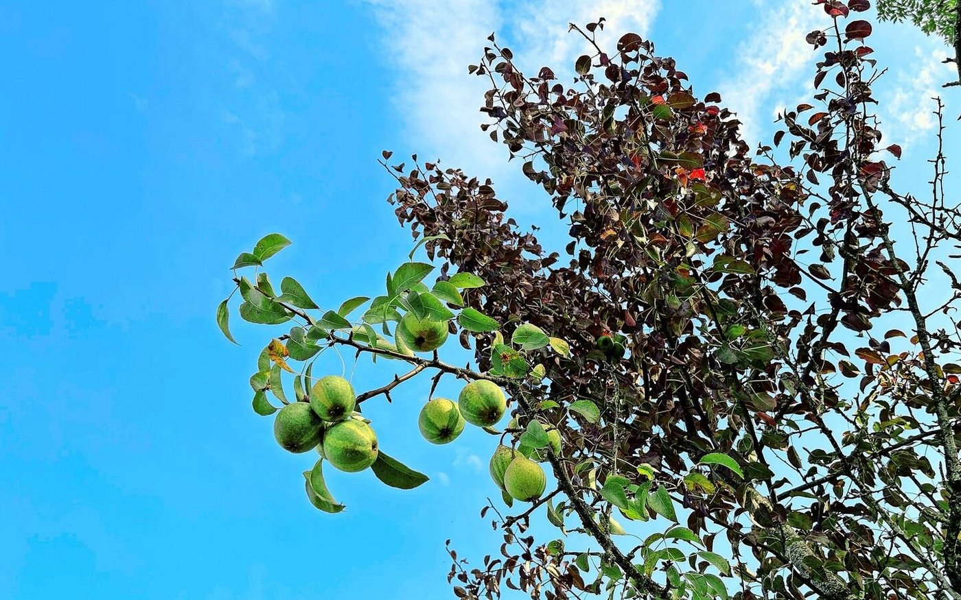 Die gestreifte Birne Schweizerhose, bei Zahner wiederentdeckt.