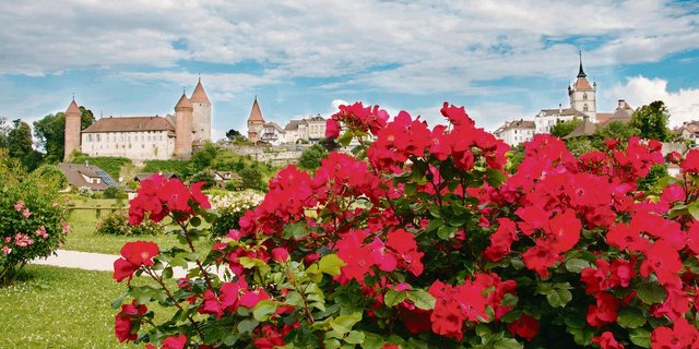 Eine Stadt und ihre Rosen: Estavayer-le-Lac hat die Rose nicht nur in ihrem Wappen, sie widmet der duftenden Blüte auch ein Sommerwochenende. (Bild Martin Rihs)