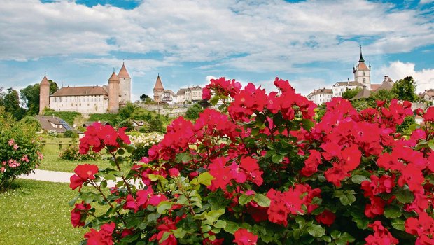 Eine Stadt und ihre Rosen: Estavayer-le-Lac hat die Rose nicht nur in ihrem Wappen, sie widmet der duftenden Blüte auch ein Sommerwochenende. (Bild Martin Rihs)