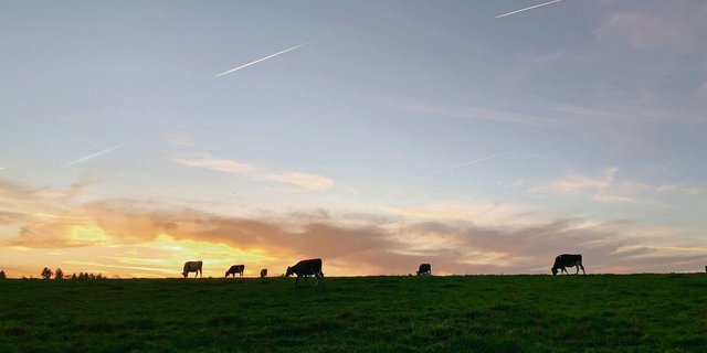 Wenn der Lebensabend hereinbricht, stellt sich die Frage, wer in Zukunft die Rinder von der Weide holen wird. Damit sind viele Ängste verbunden, die es ernst zu nehmen gilt.