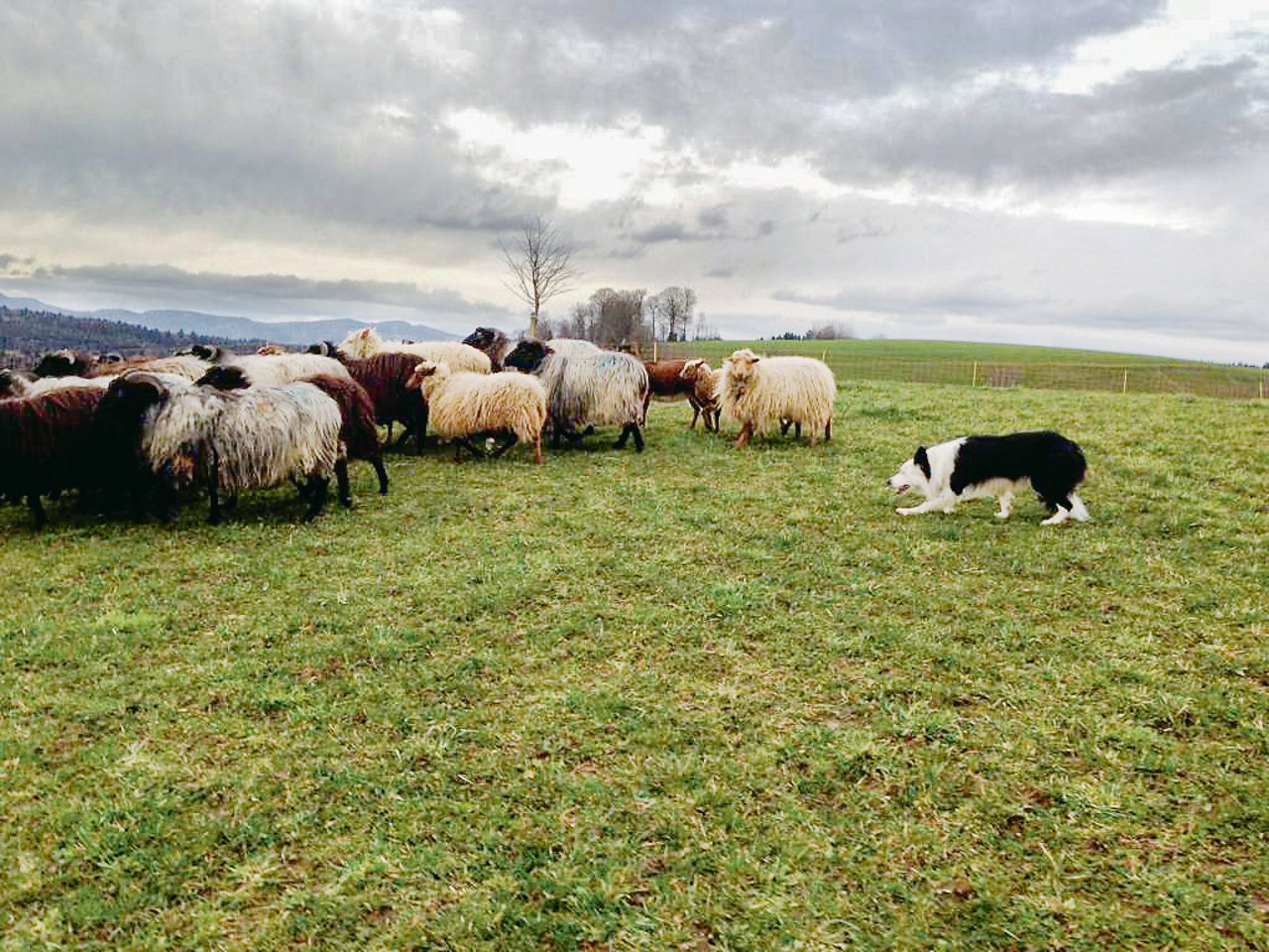 Cap, ein geduldiger und arbeitswilliger Rüde, treibt die Schafe voran. (Bild Fam. Schmid)