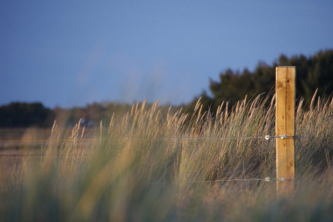 Ab Anfang Juni können Zäune gemeldet, die für einen Rückbau geeignet sind. (Symbolbild lid)