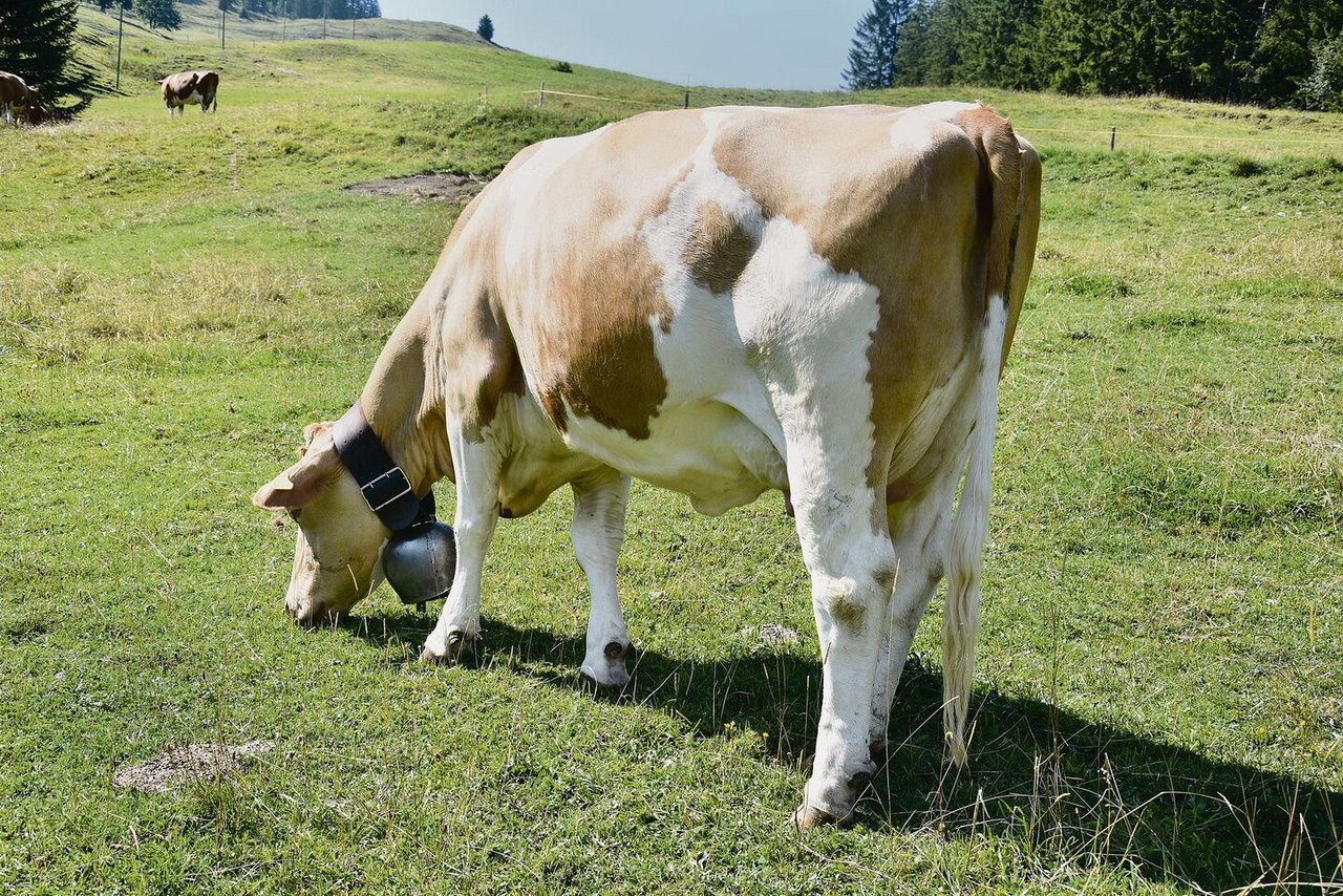 Eine eindrückliche Kuh vom Stier Kilian. Mit ihrem schönen Euter und den starken Typeigenschaften verkörpert sie das Zuchtziel. 