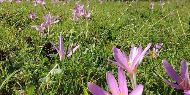 Sieht schön aus, ist aber tödlich und schwer bekämpfbar: Die Herbstzeitlose. (Bild Pixabay)