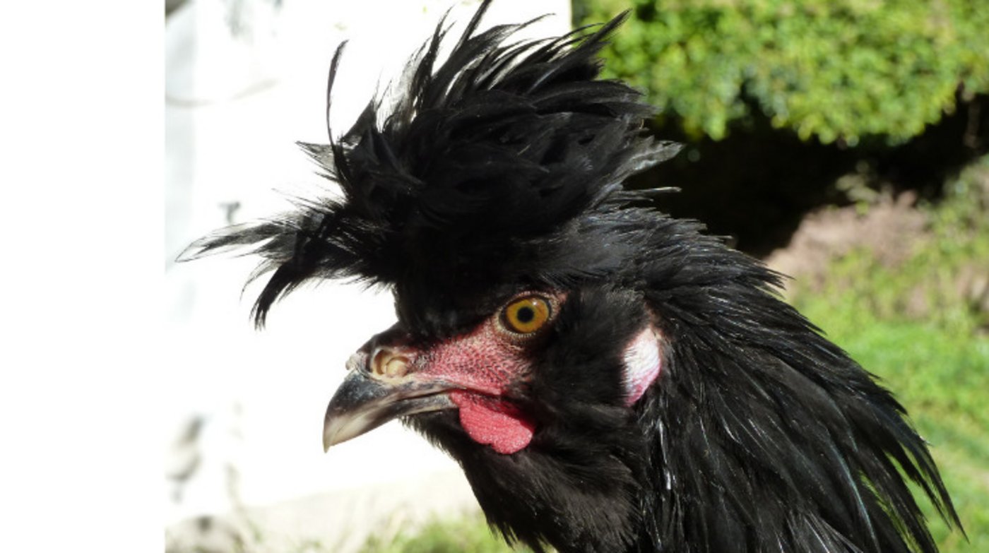 Im Herbst seien oft Jungtiere bei Züchtern von Neu-Tirolerhühnern erhältlich. Auf Anfrage gibt der Verein Patrimont Schweiz entsprechende Adressen weiter. (Bild Verein Patrimont) 