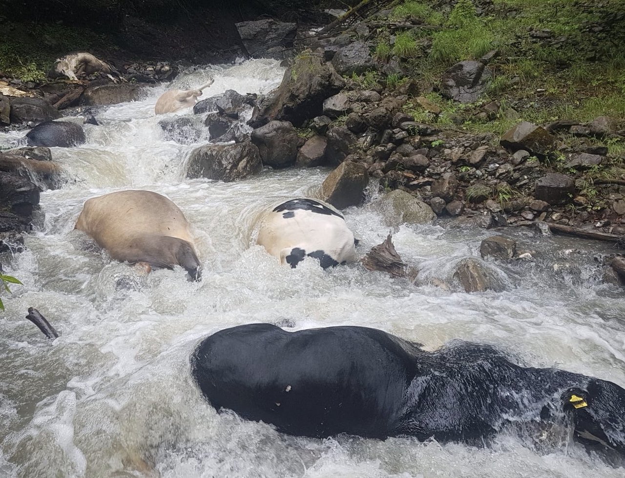 Auf dieses und weitere Bilder von toten Kühen in einem Bach reagiert die Obwaldner Kantonsverwaltung auf Twitter. Es sei nicht sicher, ob ein Wolf an dem Vorfall beteiligt gewesen sei. (Bild Twitter @monika_rueegger)