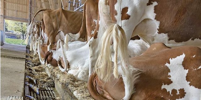 Wer einen neuen Anbindestall baut, erntet nicht nur Verständnis. Zu akzeptieren, dass nicht alle im gleichen System wohl sind, würde helfen, unnötige Bemerkungen zu vermeiden. (Bild jba)