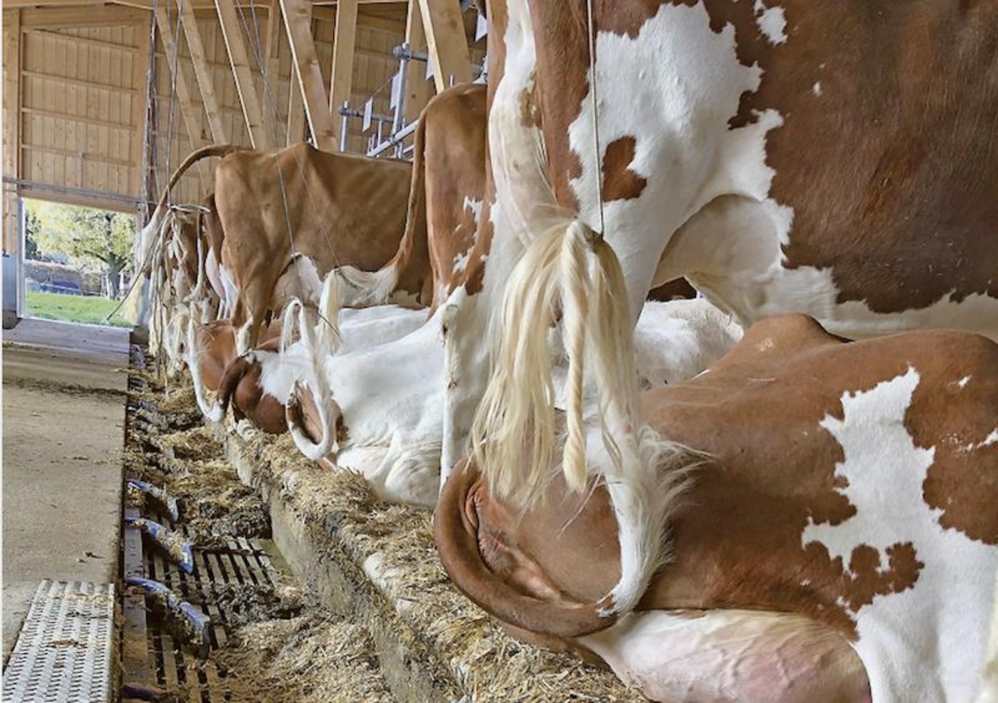 Wer einen neuen Anbindestall baut, erntet nicht nur Verständnis. Zu akzeptieren, dass nicht alle im gleichen System wohl sind, würde helfen, unnötige Bemerkungen zu vermeiden. (Bild jba)