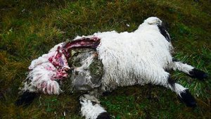 Solche Bilder will man im Wallis nicht mehr sehen. Die Abschussbestimmungen für den Wolf sollen gelockert werden.