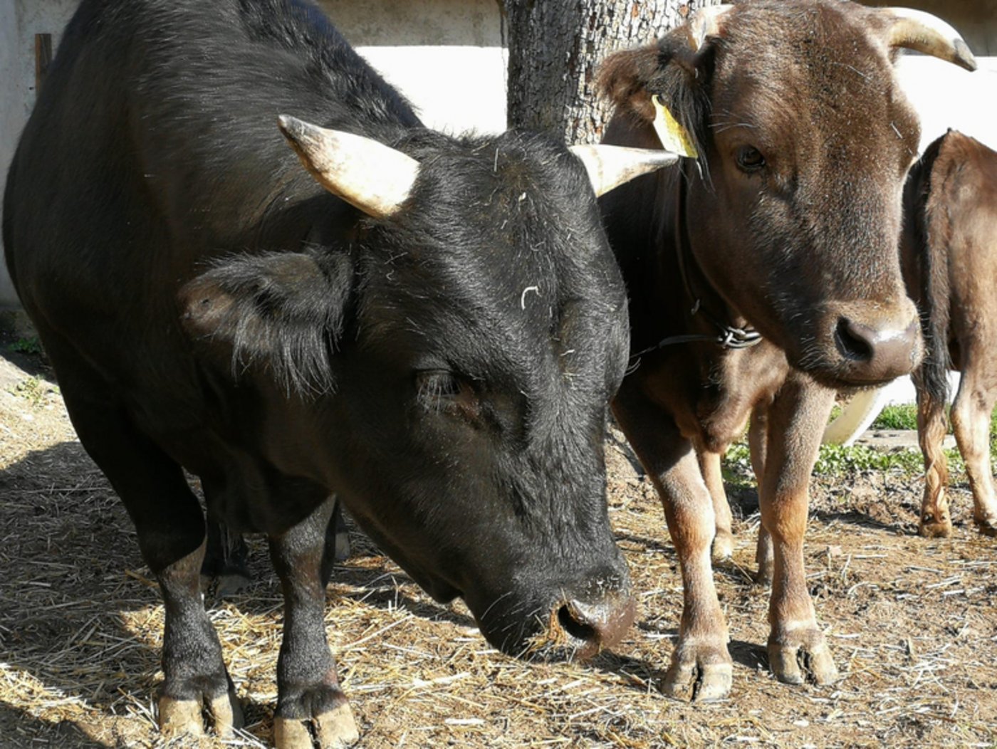 Stier Herkules befindet sich aktuell nicht auf dem Hof, denn seine Genetik ist sehr gefragt. (Bild Sandra Henzer) 