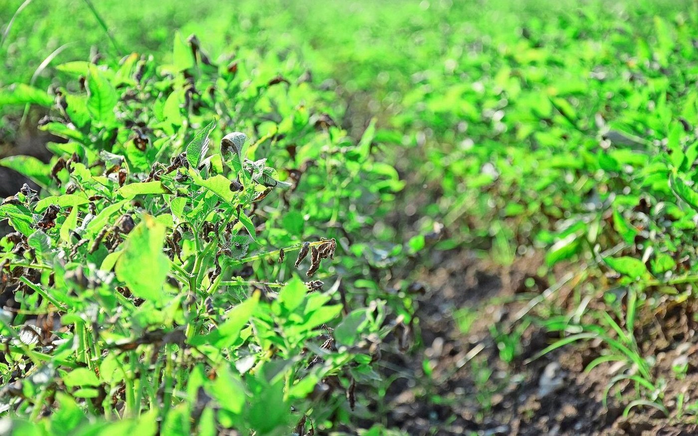 Die Krautfäule ist derzeit in praktisch jedem Kartoffelfeld sichtbar, doch es gibt grosse Unterschiede. Je nach Zustand und Entwicklungsstadium wird empfohlen, Bestände unterzufahren.