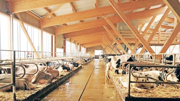 Kühe produzieren wäh Kühe produzieren während des Liegens aufgrund der stärkeren Durchblutung des Euters einen grossen Anteil der Milch. Deshalb sollte das Läger unter anderem genügend lang sein, damit sich die Kühe gerne hinlegen.