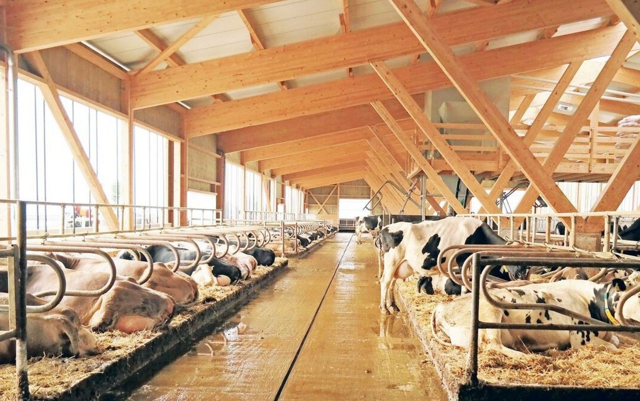 Kühe produzieren während des Liegens aufgrund der stärkeren Durchblutung des Euters einen grossen Anteil der Milch. Deshalb sollte das Läger unter anderem genügend lang sein, damit sich die Kühe gerne hinlegen.