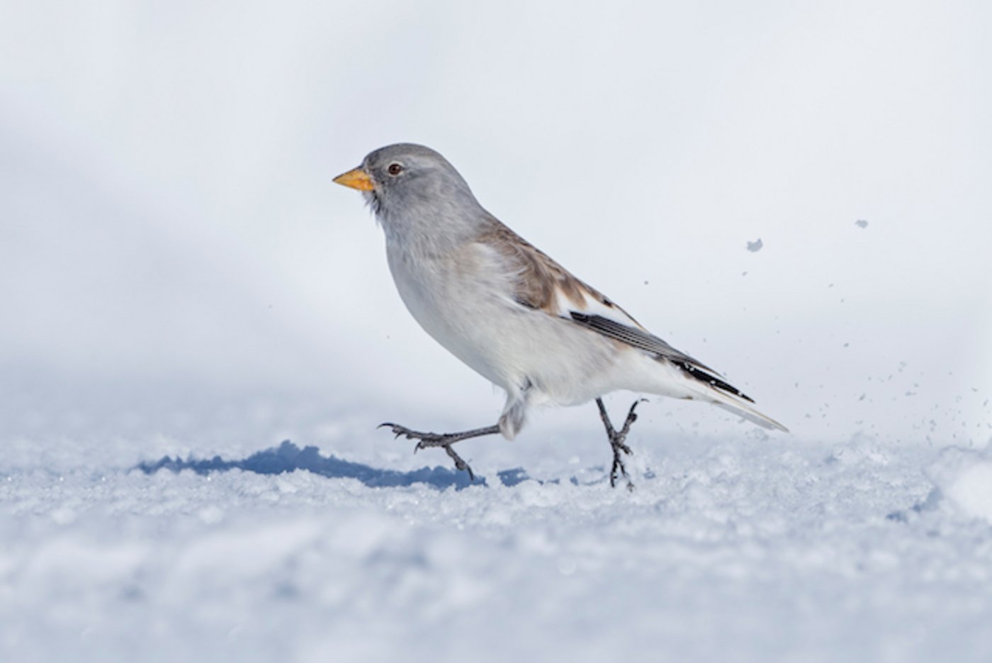 Der Schneesperling ist nah mit dem viel bekannteren Haussperling verwandt. Er ist hart im Nehmen und bestens an die harschen Bedingungen im Hochgebirge angepasst. (Bild Marcel Burkhardt)