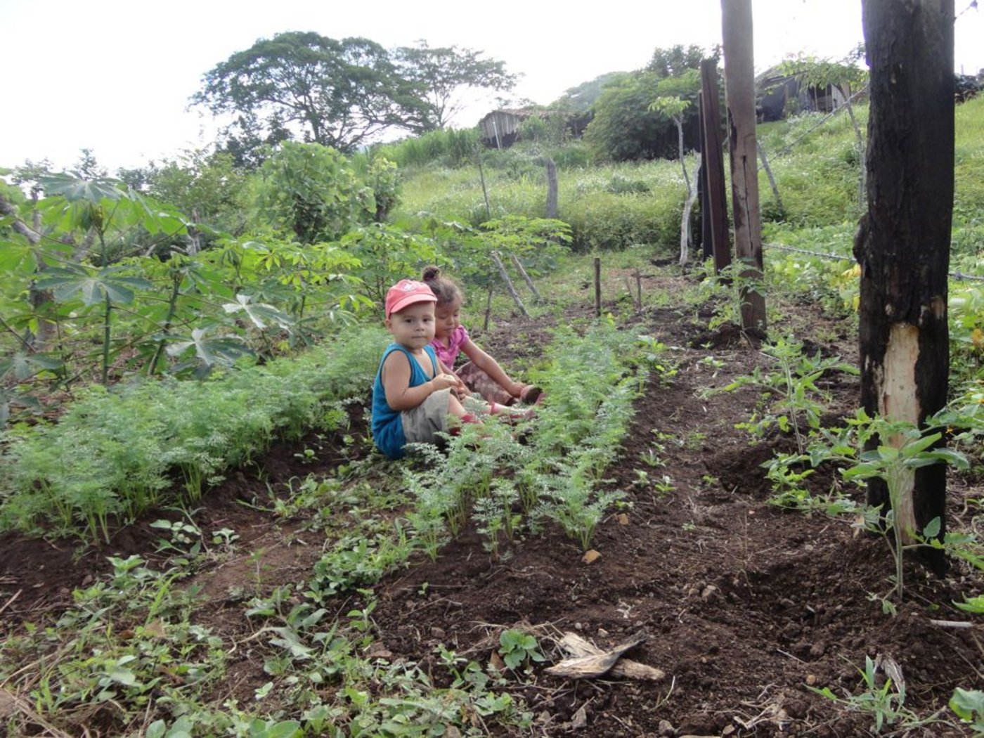Die Karotten sehen trotz Trockenheit gut aus: Mirka Lötschers Sohn Dario und seine Spielkameradin Bianka, im Hintergrund das Haus. Im Frühling wurde ... (Bilder Mirka Lötscher)