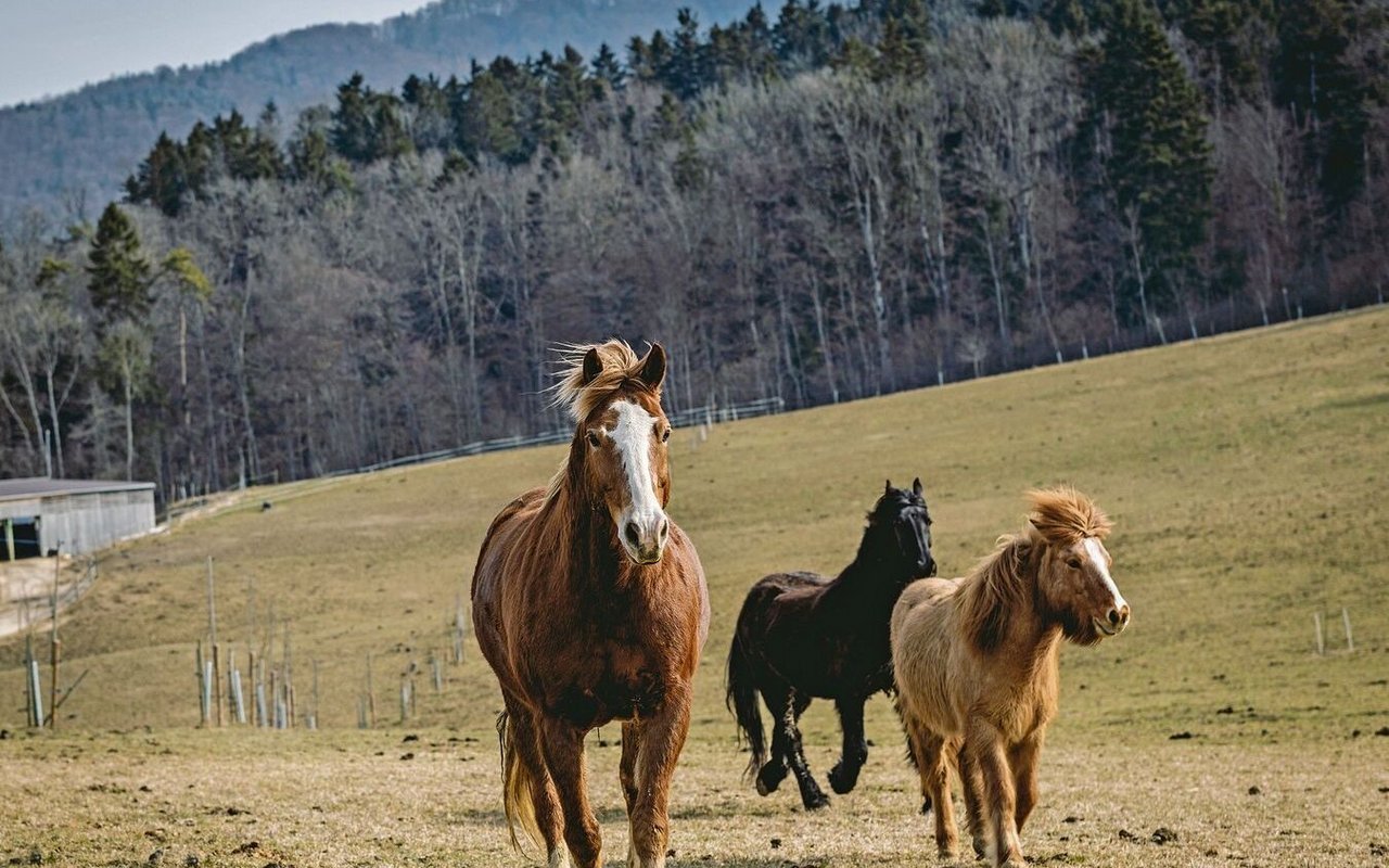 Fotos wie dieses von spielenden Pferden machen auf Facebook gute Werbung für die Pferdeweiden.