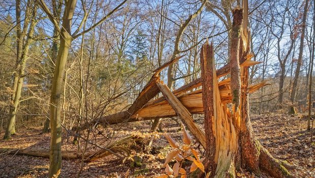 Trockenheit und Stürme haben im Berner Wald Spuren hinterlassen. Doch ist aufgrund von Corona kaum mehr eine Nachfrage nach Holz vorhanden. ( Bild lid)