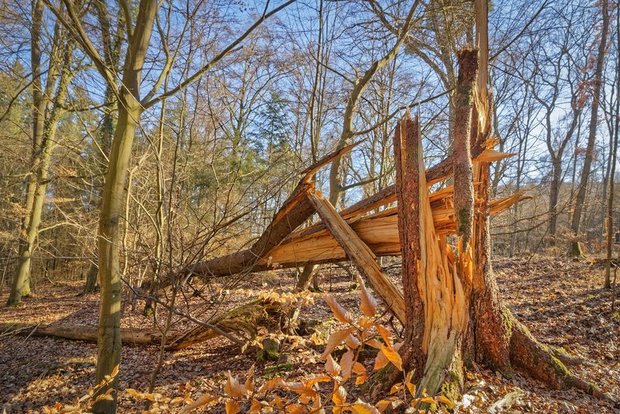 Trockenheit und Stürme haben im Berner Wald Spuren hinterlassen. Doch ist aufgrund von Corona kaum mehr eine Nachfrage nach Holz vorhanden. ( Bild lid)