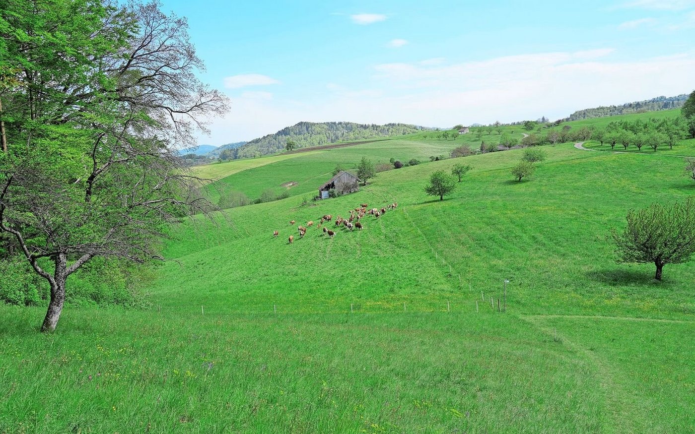 Landwirtschaft und Landschaft – die Wiesentouren erzählen von der wertvollen Arbeit der Bauern.
