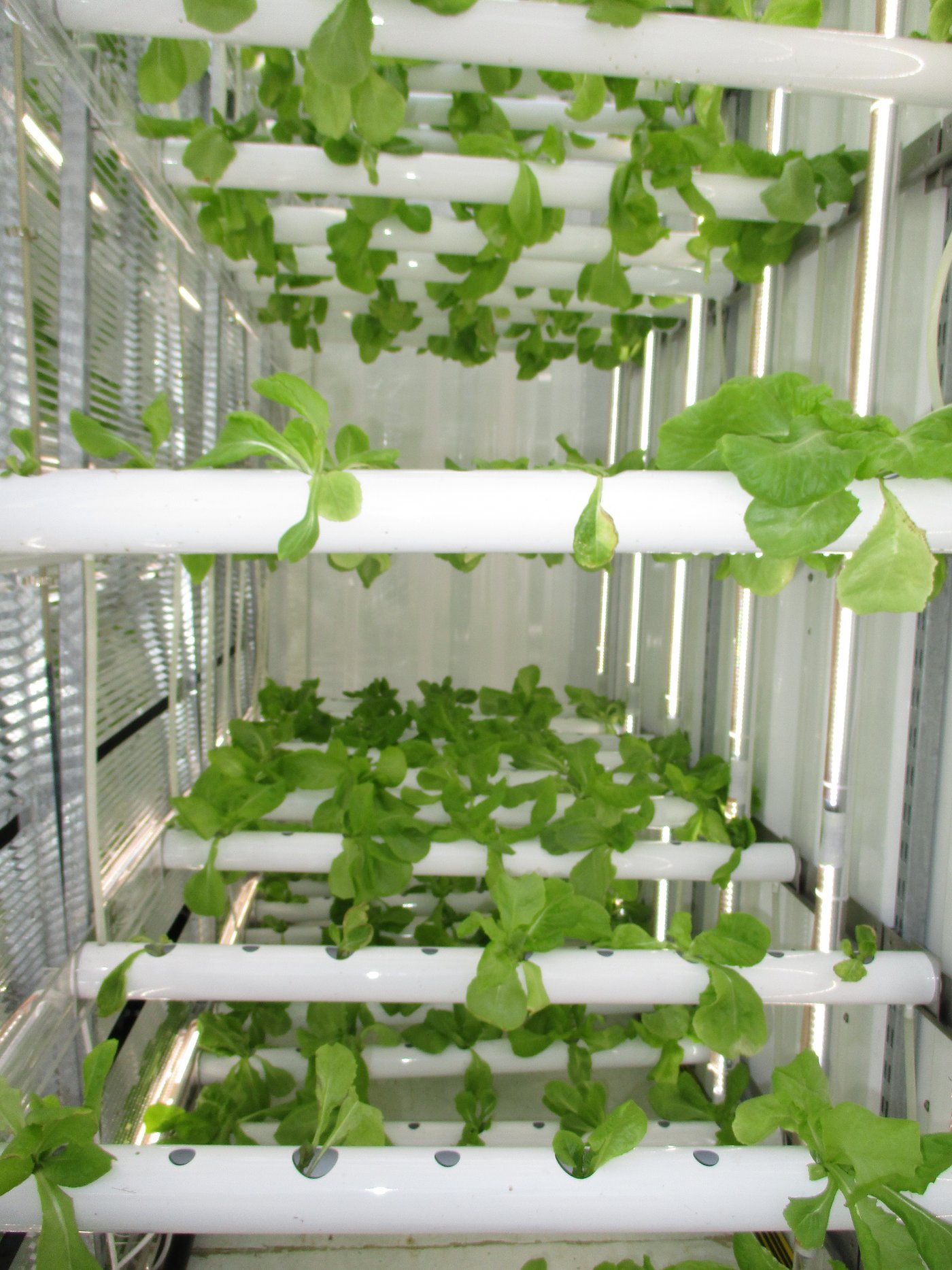 Die Jungpflanzen wachsen in Metallrinnen ohne Substrat heran.