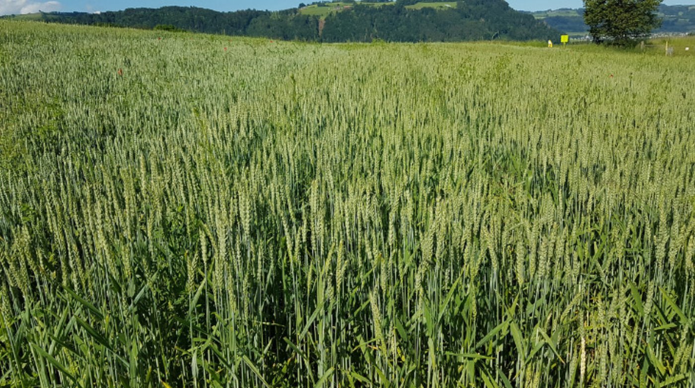 Swiss Granum lobt die gute Zusammenarbeit aller Marktpartner der Wertschöpfungskette, dank der die Preiserhöhung möglich sei. (Bild Swiss Granum)