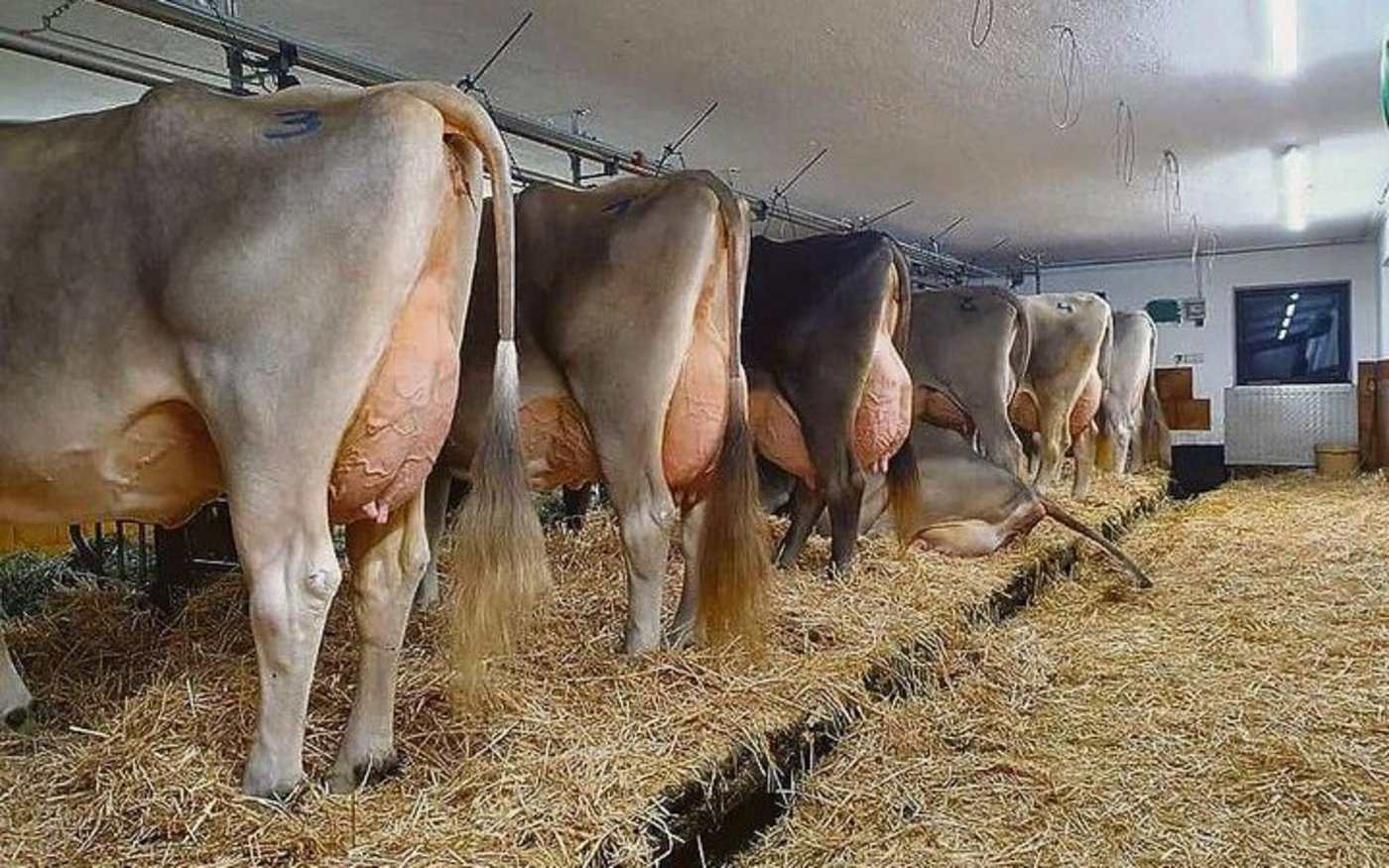 Einblick in den Stall von Familie Klocker im Zillertal.