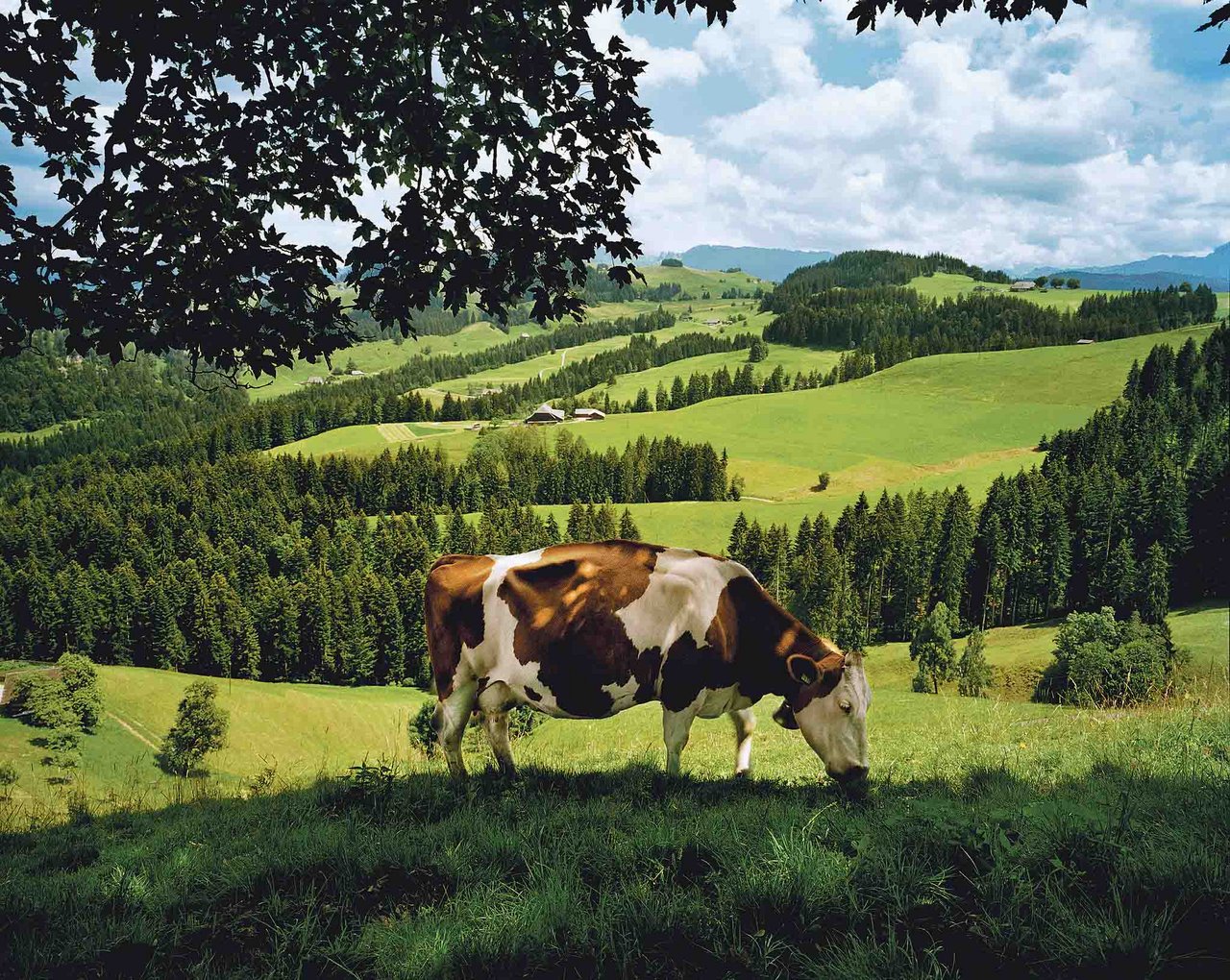 Die Schweiz ist ein Milchland, hat stolze Milchproduzenten und starke Verarbeiter. Das ist eine gute Ausgangslage für die Zukunft. (Bild zVg)